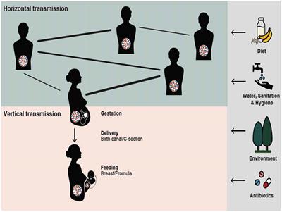 Reciprocal Interactions Between Gut Microbiota and Host Social Behavior